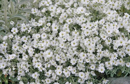 Cerastium Tomentosum Snow In Summer - 4.5"
