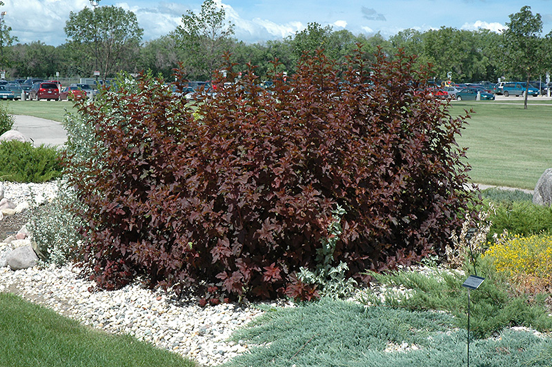 Image of Diablo ninebark shrub in fall foliage