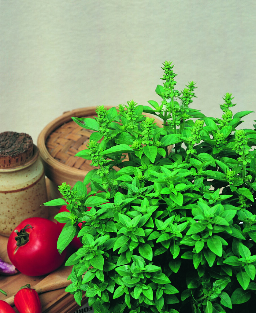 Basil Spicy Globe Winnipeg Greenhouses and Garden Centre Ron Paul