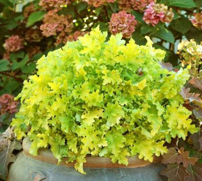 Heuchera Twist Of Lime - 1 Gallon