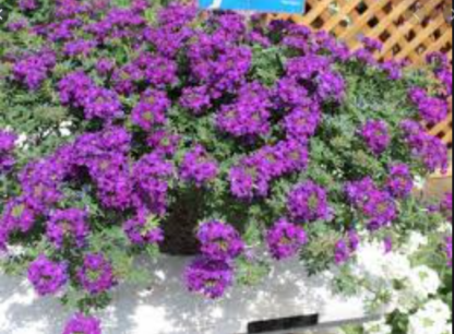 Verb. Tapien Blue Violet Imp- 3.5"